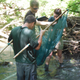 Research team members searching the mesh seine for crayfish